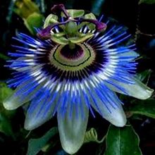 Blue Passion Flower Plant -HARDY BLUE CROWN-Passiflora Caerulea- Passion Flower-Small Live Starter Plant Ship In Pot 2-5 Inch Tall