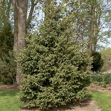 White Spruce Live Evergreen Tree Grown In A 2.50 Quart Pot (1-Pack)