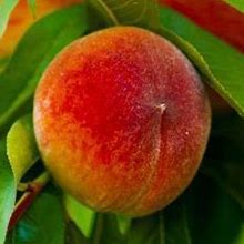 6-7 ft. - Elberta Peach Tree - A Shorter Version Of A Standard Peach Classic, Outdoor Plant