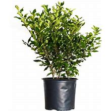 Wavy Leaf Ligustrum Recurvifolium (2.5 Gallon) Evergreen Privet Shrub - Full Sun Live Outdoor Plant