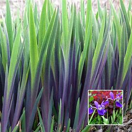 Purple Flame Iris Bulbs (ALL Starter Plants REQUIRE You To Purchase 2 Plants)