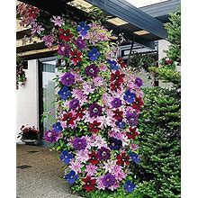 CLEMATIS Mixed Colors Wonderful Large Blooms 20+ Perennial Vine Seeds