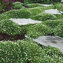 Outsidepride 5000 Seeds Perennial Irish Moss Low Growing, Mat Forming, Ground Cover Seeds For Planting