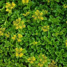 3 in. Pot Golden Creeping Sedum Live Perennial Plant Groundcover With Yellow Flowers With Green Foliage