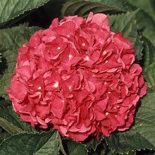Merritt's Supreme Pink Hydrangea (2.5 Gallon) Flowering Deciduous Shrub - Part Sun Live Outdoor Plant ,