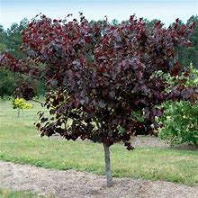 Merlot Redbud Tree, 3-4 Ft- Stunning Redbud With Deep Purple Foliage | Ornamental Tree