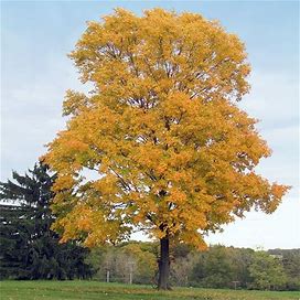 Silver Maple Tree, 3-4 Ft- A Fast Growing Silvery Shade Tree For Every Yard, Even The Difficult Ones, Zone 5-8