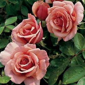 Tournament Of Roses Grandiflora Rose