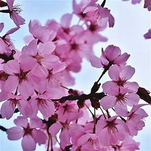 Okame Flowering Cherry Tree - 3-4ft Tall