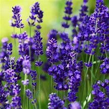 English Lavender Plant Live - Provence Lavender Flowers Fragrant - In 3.5" Pot