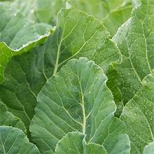Top Bunch Hybrid Collards Seed - 1 Packet Of Approx. 150 Seeds