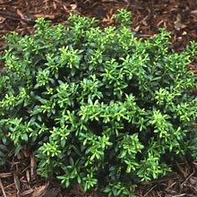 Soft Touch Holly - 3 Gallon | Plantingtree