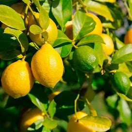 Meyer Lemon & Key Lime, 2Gal Indoor/Outdoor Fruit Tree- Lemon-Lime Citrus Bush, 2Gal Indoor/Outdoor Fruit Tree- The Best Of Both Lemons And Limes, Zone 5-8