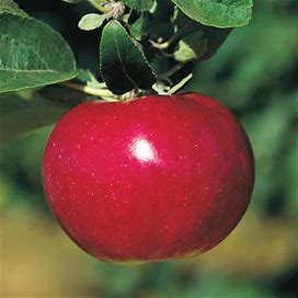 Mcintosh Apple Tree - Standard 2-4' Tree