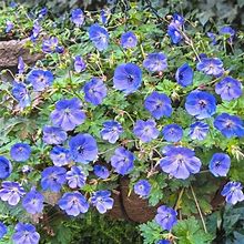 Rozanne Hardy Geranium Dormant Bare Root Perennial Plant Roots (3-Pack)