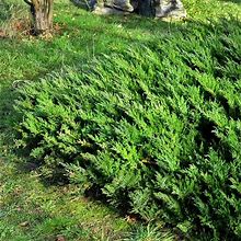 Parsoni Juniper | 1 Extra Large 3 Gallon Plant | Healthy Drought-Resistant Evergreen Shrub - Ideal For Bonsai, Ground Cover, And Outdoor Landscaping