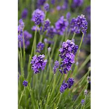 English Lavender-6 Inch Pot- Large, Organic
