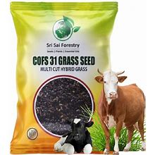 COFS 31 Grass Seebs Multi Cut Perennial Sorghum Jowar Grass For Animal Fodder ++