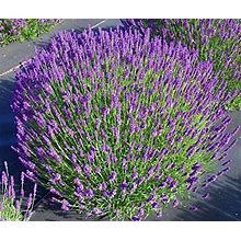 L+ Lavender Hidcote Blue Dark Purple Flowers (4" Size Pot, 8 Plants)