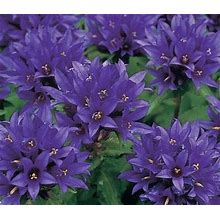 Clustered Bellflowers , (Campanula), Purple Flower, Easy -To-Grow Perennial Plant, Two Bare Root Plants