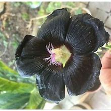 FIVE (5) Black Hollyhock Nigra Flower 6-8 Feet Tall Live Plant Perennial Zone 4-9 USA Seller