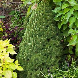 3 Gal. Pot, Alberta Dwarf Spruce (Picea), Live Potted Evergreen Tree (1-Pack)
