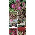 Creeping Red Sedum (5) Live Plants Drought And Deer Tolerant