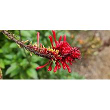 1 Red Firespike A Live Starter Plant Well Rooted Butterflies Semi-Tropical Plant Shade Perennial Shrub Attracts Butterflies Red Flowers