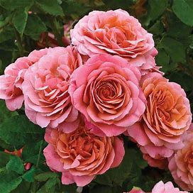 Uptown Girl Grandiflora Rose | Zone 4-10 | Orange | Pink | Mixed | 42 Inches | Full Sun | Partial Shade