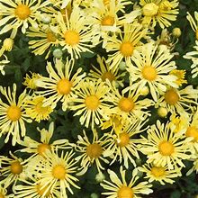 Gardens Alive! Yellow Quill Mammoth Mum (Chrysanthemum) Dormant Bare Root Starter Pernenial Plant (1-Pack) Size 30
