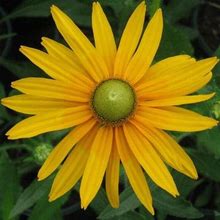 Black Eyed Susan Seeds - Green Eyes - Ounce, Yellow, Flower Seeds, Eden Brothers