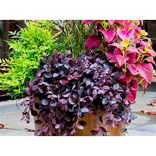 EZ Growing Plants Purple Pixie Dwarf Weeping Loropetalum Live Plants - 3 Gallon Pot