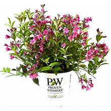 2 Gal. Sonic Bloom Pink Weigela Live Shrub With Hot Pink Reblooming Flowers