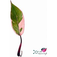 CUTTING Variegated Philodendron Pink Princess Mutation - Garden & Outdoor | Color: Pink