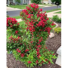 1 Red Weigela In A Quart Container