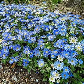 Blue Shades Grecian Windflowers - 20 Per Package | Blue | Anemone Blanda 'Blue Shades' | Zone 4-9 | Fall Planting | Fall-Planted Bulbs