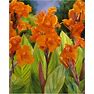 Canna Lily Pretoria Variegated Leaves Orange Flower Red Stems Bulbs Perennial Flowers Live Plant Root Rare Tropical Landscaping Plants
