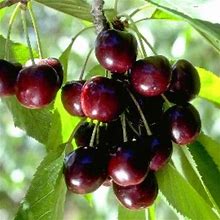 Black Cherry Tree Live Plant, Sweet Cherry Plant Live Fruit Tree 3 To 4 Feet Height, Cherry Tree Plant For Planting, Cannot To CA