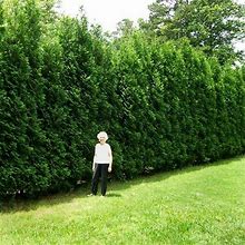 Brighter Blooms - Full Speed A Hedge American Pillar Arborvitae, 1-2 ft. - No Shipping To AZ And OR