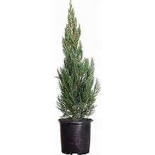 Blue Point Juniper (2.5 Gallon) Evergreen Tree With Blue-Grey-Green Foliage - Full Sun Live Outdoor Plant