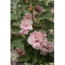 1 Gal. Sugar Tip Rose Of Sharon (Hibiscus) Live Shrub, Light Pink Flowers And Variegated Foliage
