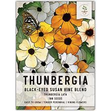 Seed Needs, Black-Eyed Susan Vine Seeds - 100 Heirloom Seeds For Planting Thunbergia Alata - Annual Vining Flowers To Cover A Fence Or Trellis (1 Pack)