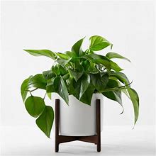 Live Medium Jade Pothos Indoor House Plant In White Pot | Williams Sonoma