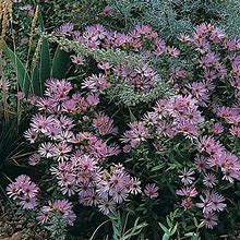 Dream Of Beauty Aromatic Aster, Symphyotrichum - Plant