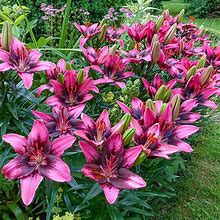 Trendy Santo Domingo Carpet Border Lily - 20 Per Package | Red | Pink | Lilium Asiatic 'Trendy Santo Domingo' | Zone 3-8 | Spring Planting | Spring-Planted Bulbs