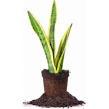 Variegated Snake Plant - 4 Inch Pot | Perfect Plants