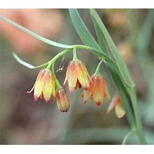 GUNEL Fritillaria Eastwoodiae Butte County Or Eastwood's Fritillary 5 Seeds