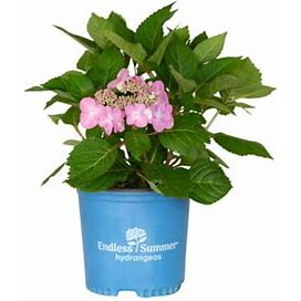 Flowerwood Nursery Inc. Pink/Blue Twist-N-Shout Endless Summer Hydrangea (1 Gallon) Flowering Deciduous Shrub With Lace-Cap Blooms