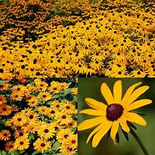 6300 Pcs Black Eyed Susan Flower Seeds For Planting Outdoors Perennials Non-GMO Heirloom Flower Seeds To Plant Garden