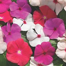 Outsidepride 25 Seeds Annual Vinca Periwinkle Cora Mix Ground Cover & Flower Seed For Planting